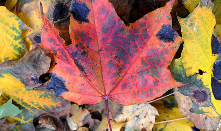 fallen leaves