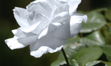 white rose