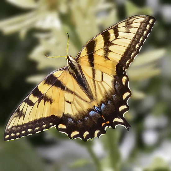 my butterfly