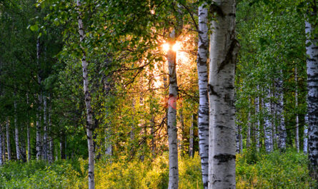 Sunshine coming through the woods