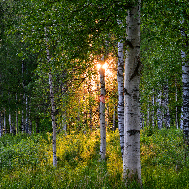 Sunshine coming through the woods